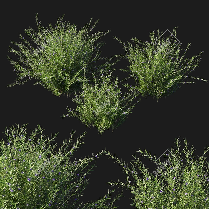 Rosemary Creeping 02: Detailed 3D Model 3D model image 2