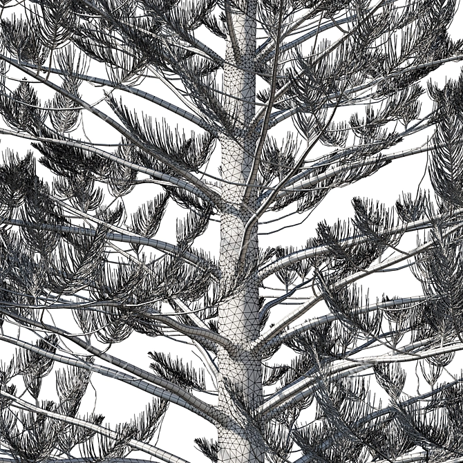 Premium Araucaria Norfolk Island Pine 3D model image 3