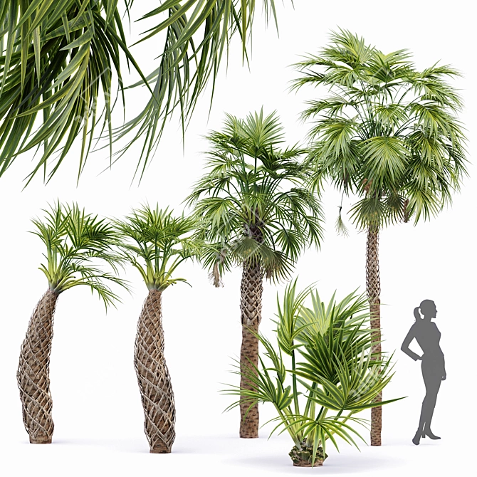 Sabal Palmetto: Versatile Cabbage Palm 3D model image 1