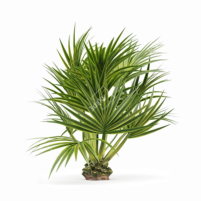 Sabal Palmetto: Versatile Cabbage Palm 3D model image 4