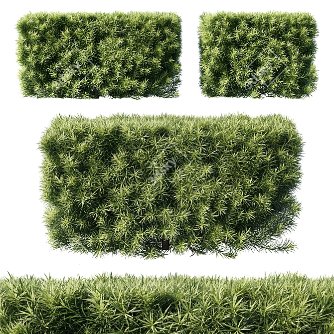 Podocarpus Macrophyllas 05: Elegant Indoor Plant 3D model image 1
