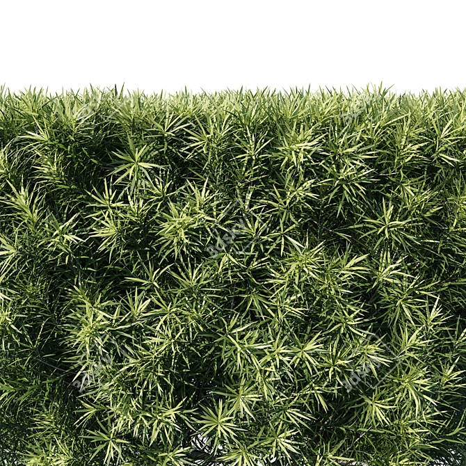Podocarpus Macrophyllas 05: Elegant Indoor Plant 3D model image 2