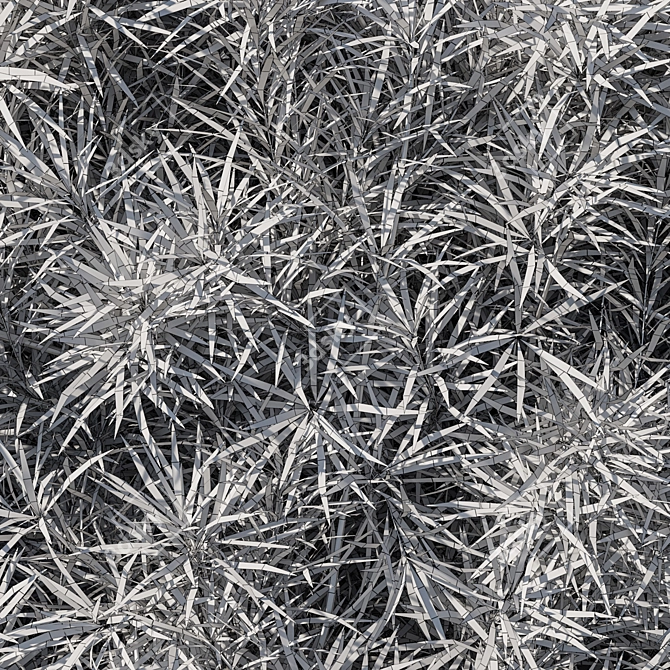 Podocarpus Macrophyllas 05: Elegant Indoor Plant 3D model image 3
