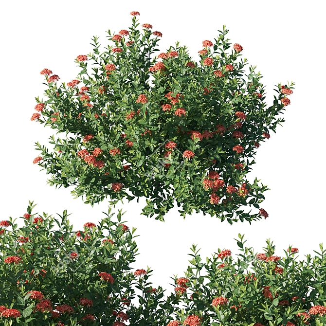 Flame Of The Woods: Ixora Taiwanensis 3D model image 3