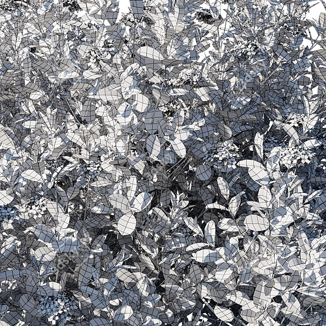 Flame Of The Woods: Ixora Taiwanensis 3D model image 4