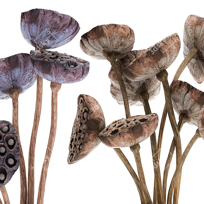 Lotus Delight: Dried Floral Bouquet 3D model image 4