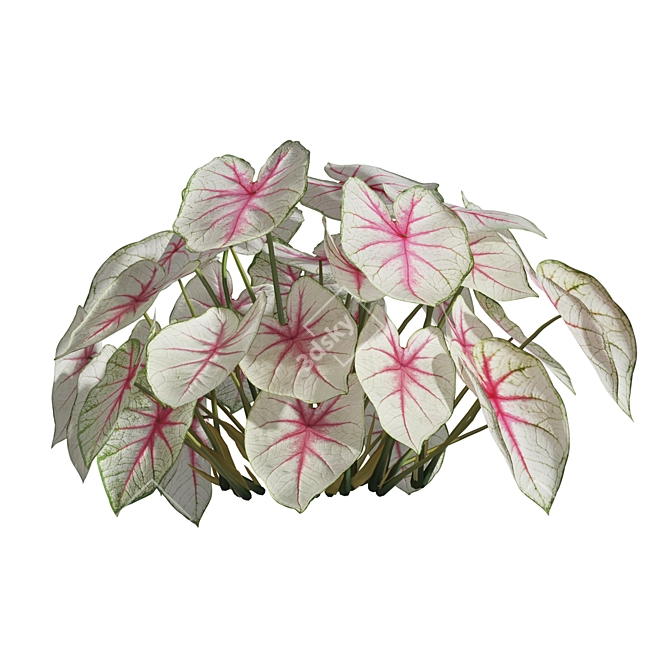 Caladium Fiesta Tropical Foliage Plant 3D model image 2