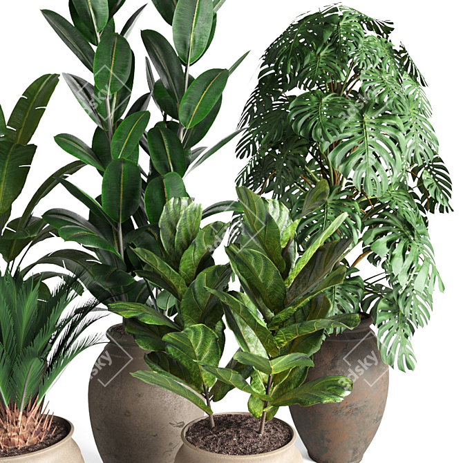 Tropical Plant Collection 3D model image 2