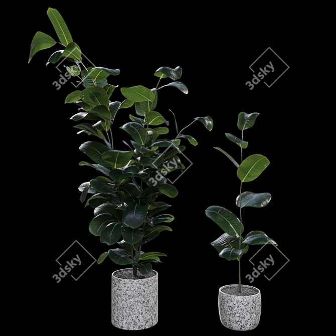 Realistic Rubber Fig Plant 3D model image 1