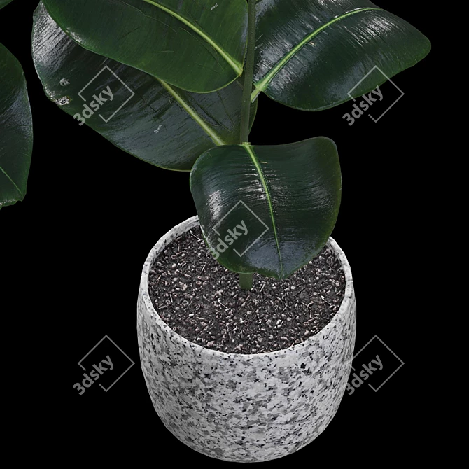 Realistic Rubber Fig Plant 3D model image 2