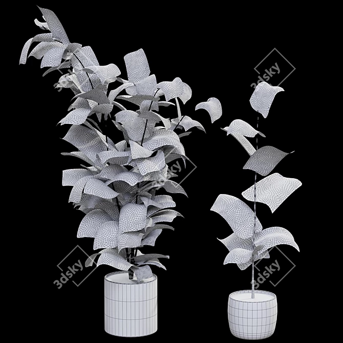Realistic Rubber Fig Plant 3D model image 3