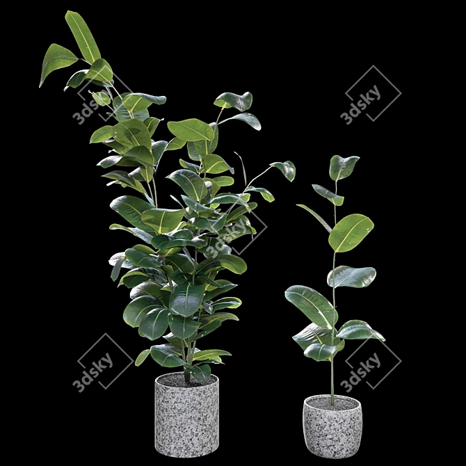 Realistic Rubber Fig Plant 3D model image 4