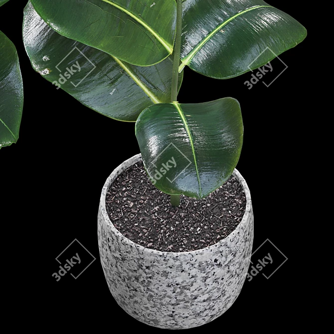 Realistic Rubber Fig Plant 3D model image 5