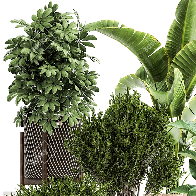 Tropical Plant Collection: Exotic & Decorative Trees and Flowers 3D model image 3