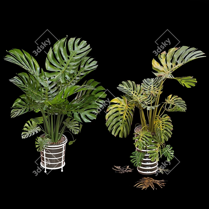 Swiss Cheese Plant Collection: Fresh & Dried Exquisiteness 3D model image 1