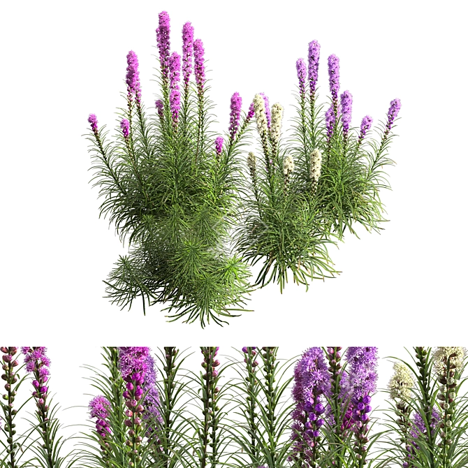 Exquisite Liatris Spicata Floral Beauty 3D model image 1