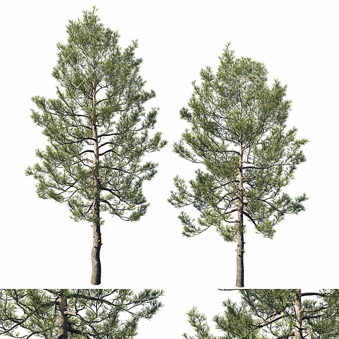 Premium Cedar Tree 3D Model 3D model image 1