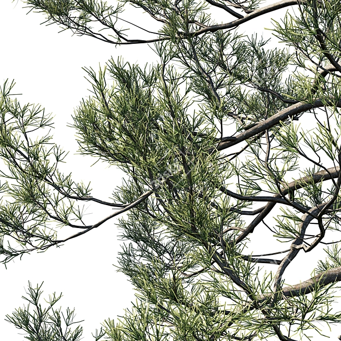 Premium Cedar Tree 3D Model 3D model image 2
