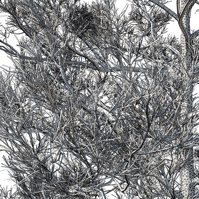 Premium Cedar Tree 3D Model 3D model image 3