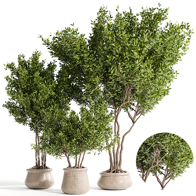 Lush Indoor Plant Collection 3D model image 1