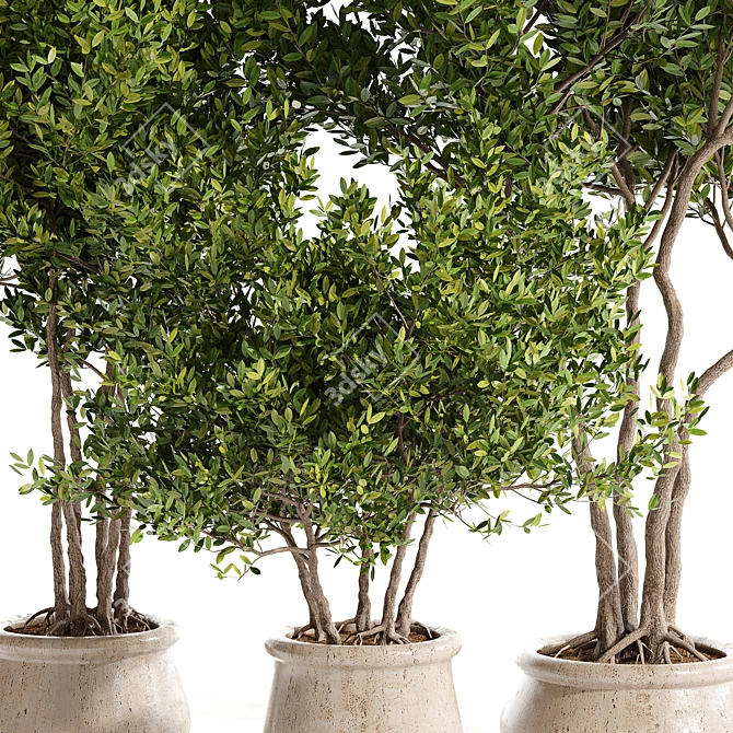 Lush Indoor Plant Collection 3D model image 2
