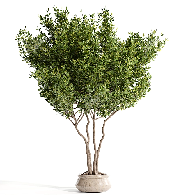 Lush Indoor Plant Collection 3D model image 4