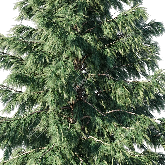 Cedrus Deodara 2013: 3D Max Modeling 3D model image 2