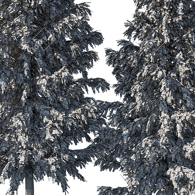 Cedrus Deodara 04 - High-Quality 3D Model 3D model image 3