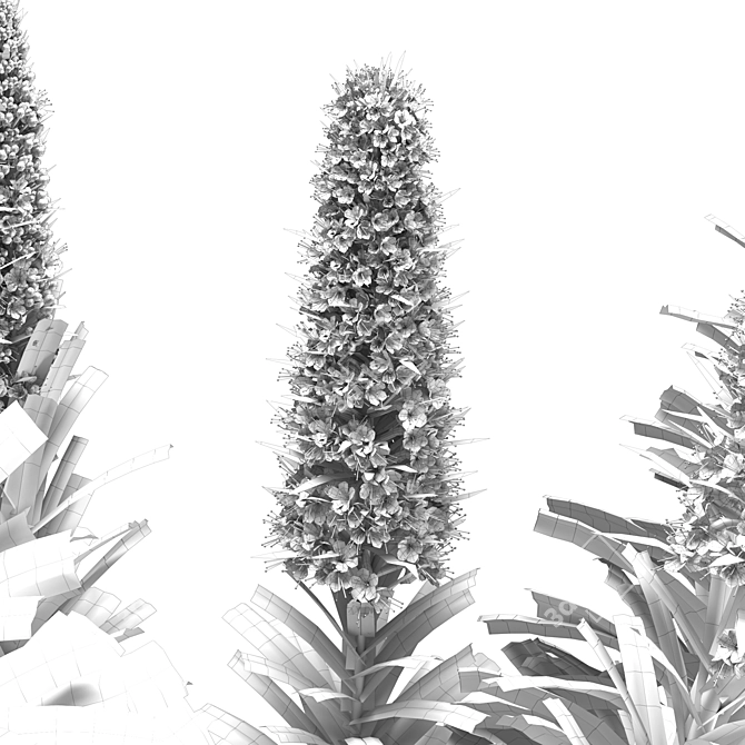 Pride of Madeira Plant - Stunning Echium Varieties 3D model image 2