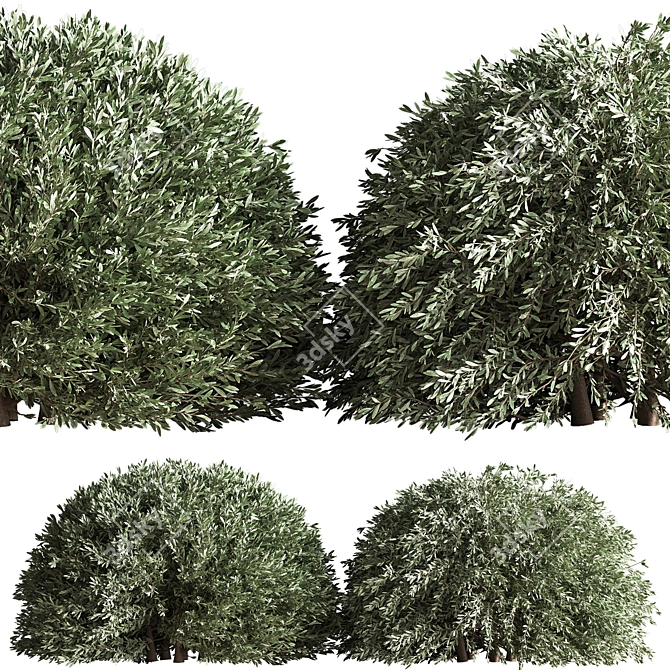 Bush02: Versatile 2015 3D Model 3D model image 3