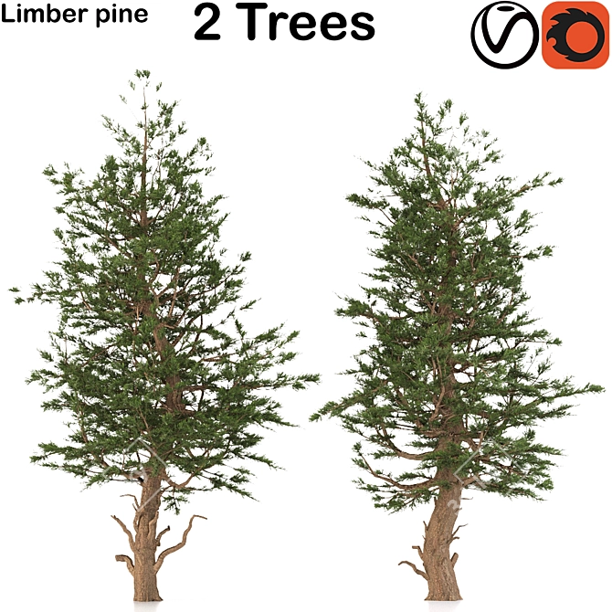 Rocky Mountain Limber Pine 3D model image 1