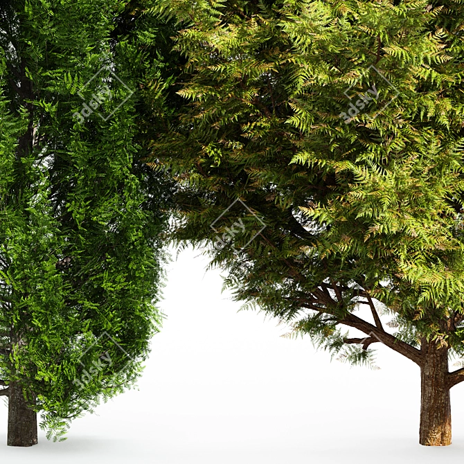 Cone Cypress Rocky Mountain: 6.2m Height 3D model image 5