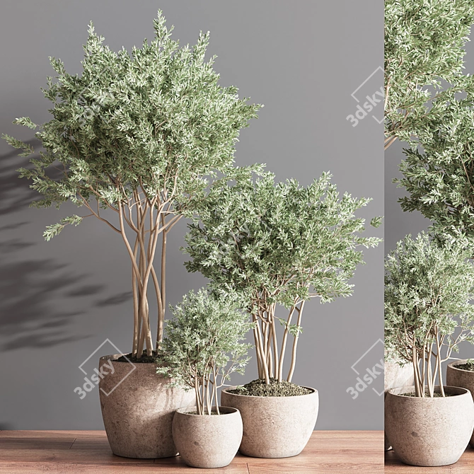 Elegant Indoor Plant Set 3D model image 3