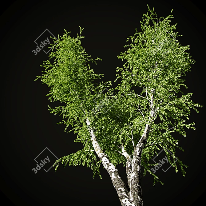 Birch v. 05 (12m) - Mesh, Textured, UV Mapped 3D model image 7