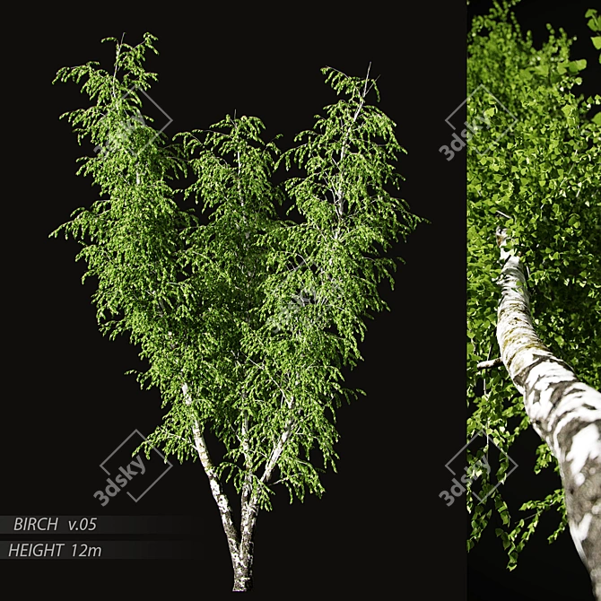 Birch v. 05 (12m) - Mesh, Textured, UV Mapped 3D model image 8