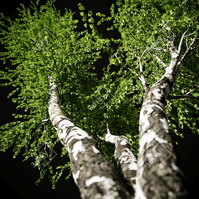 Birch v. 05 (12m) - Mesh, Textured, UV Mapped 3D model image 10