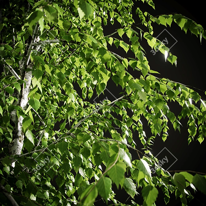 Birch v. 05 (12m) - Mesh, Textured, UV Mapped 3D model image 11