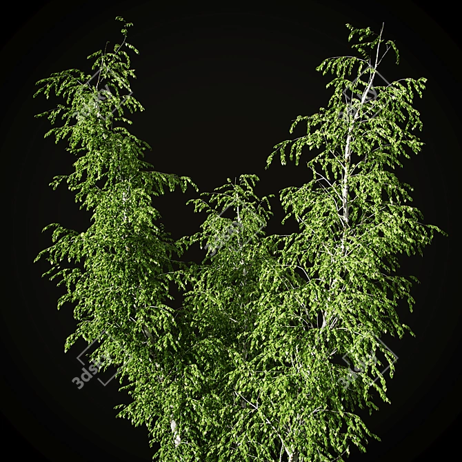 Birch v. 05 (12m) - Mesh, Textured, UV Mapped 3D model image 13