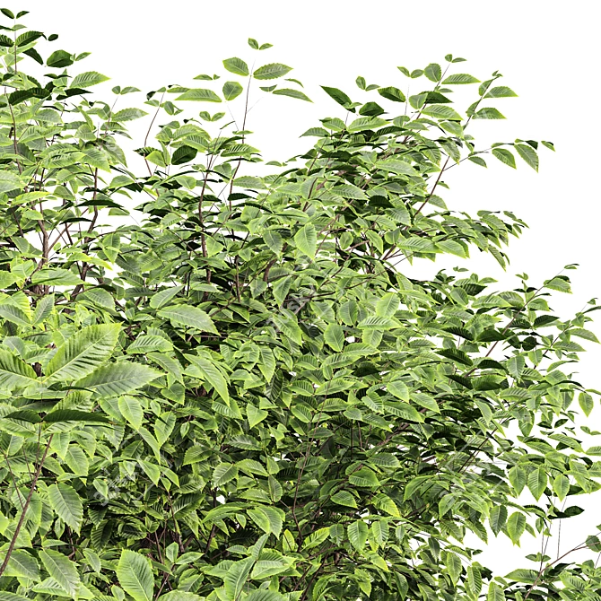 Natural Chestnut & Blue Gum Trees 3D model image 2