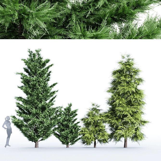 Elegant Leyland & Hinoki Cypress Trees 3D model image 6