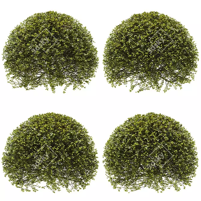 Premium Plant Collection: Exquisite and Optimal 3D model image 1