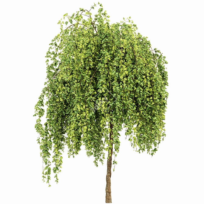 Fragrant Orchid Tree: Weeping Mulberry - 3D Model 3D model image 5