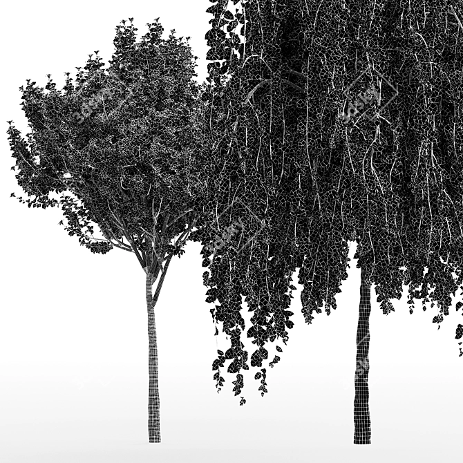 Fragrant Orchid Tree: Weeping Mulberry - 3D Model 3D model image 6
