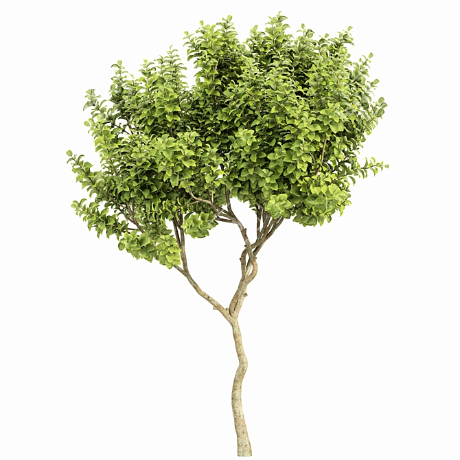 3tree Perfume Orange Michelia Champaca: Nana Joy 3D model image 4