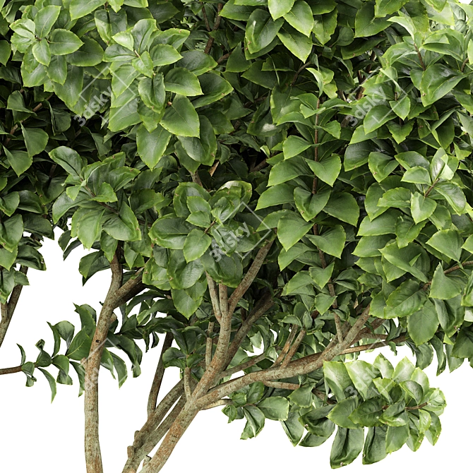 3tree Perfume Orange Michelia Champaca: Nana Joy 3D model image 6