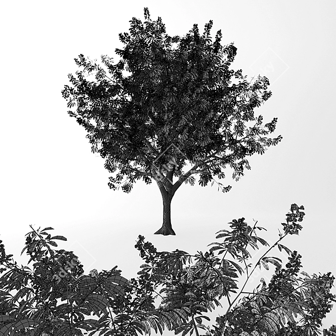 Tall Chestnut Tree (5m) 3D model image 2