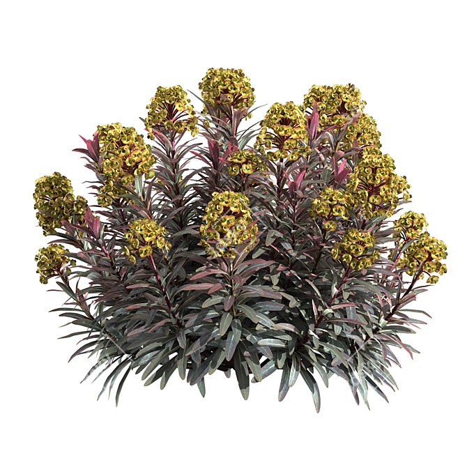 Sleek Euphorbia Blackbird Plant 3D model image 2