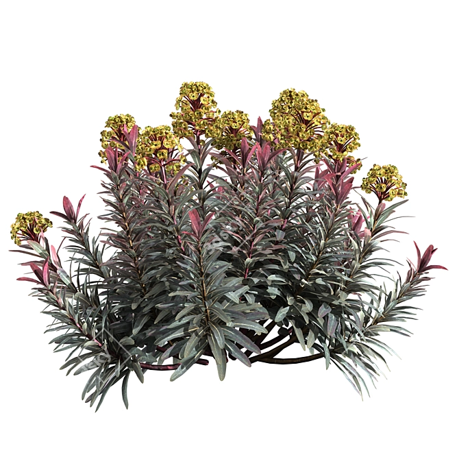 Sleek Euphorbia Blackbird Plant 3D model image 3