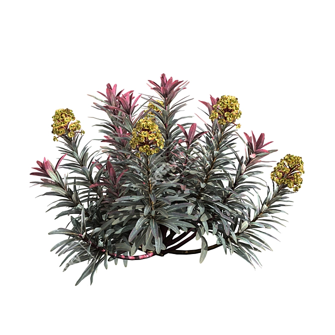 Sleek Euphorbia Blackbird Plant 3D model image 4