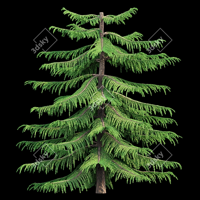 Natural Green Norfolk Island Pine 3D model image 2